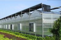 呼市玉泉阳光板种植温室