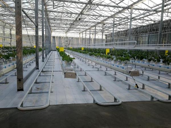 室内栽培系统布置